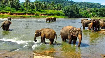 Sri Lanka - Esencja Cejlonu de lux