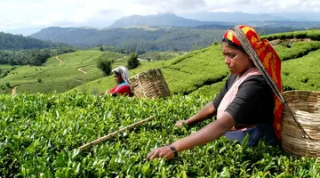 Sri Lanka Herbatka ze Słoniem