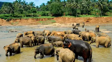 Sri Lanka Łza z policzka Indii
