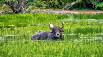 Sri Lanka Łza z policzka Indii