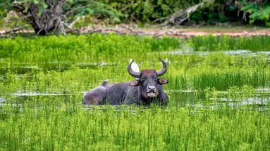 Sri Lanka Łza z policzka Indii