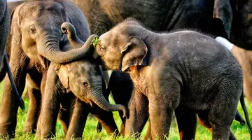 Sri Lanka Łza z policzka Indii