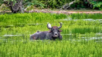 Sri Lanka Łza z policzka Indii