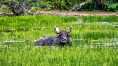 Sri Lanka Łza z policzka Indii