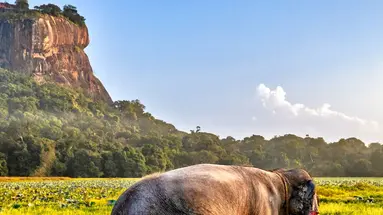 Sri Lanka Łza z policzka Indii