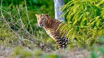 Sri Lanka Łza z policzka Indii