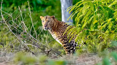 Sri Lanka Łza z policzka Indii