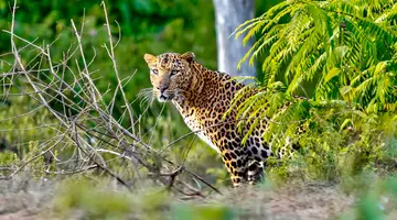 Sri Lanka Łza z policzka Indii