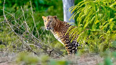 Sri Lanka Łza z policzka Indii