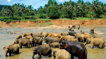Sri Lanka Łza z policzka Indii