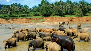 Sri Lanka Łza z policzka Indii