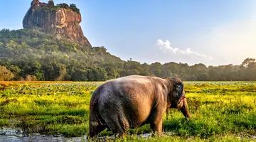 Sri Lanka Łza z policzka Indii