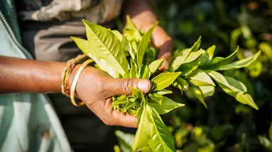 Sri Lanka Platinum