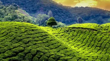 Sri Lanka- Smak herbaty z cynamonem