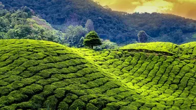 Sri Lanka- Smak herbaty z cynamonem