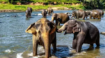 Sri Lanka- Smak herbaty z cynamonem