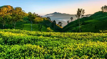Sri Lanka- Smak herbaty z cynamonem