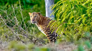 Sri Lanka- Smak herbaty z cynamonem