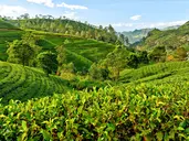 Sri Lanka- Smak herbaty z cynamonem