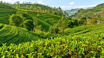 Sri Lanka- Smak herbaty z cynamonem