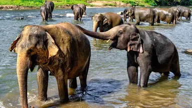 Sri Lanka- Smak herbaty z cynamonem