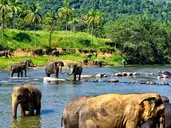 Sri Lanka- Smak herbaty z cynamonem
