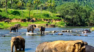 Sri Lanka- Smak herbaty z cynamonem
