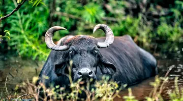 Sri Lanka- Smak herbaty z cynamonem