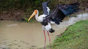 Sri Lanka - szlakiem buddyjskich skarbów