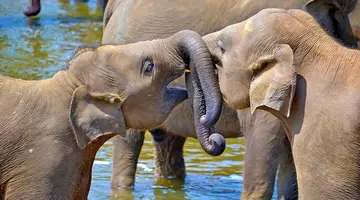 Sri Lanka - szlakiem buddyjskich skarbów