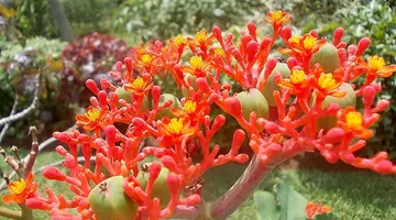 Sri Lanka - szlakiem buddyjskich skarbów