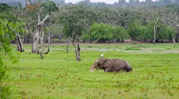 Sri Lanka - szlakiem buddyjskich skarbów