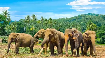 Sri Lanka - szlakiem buddyjskich skarbów