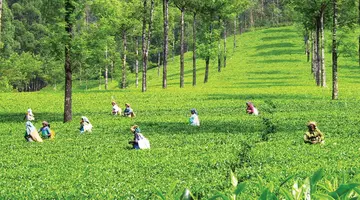 Sri Lanka - szlakiem buddyjskich skarbów