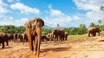 Sri Lanka - szlakiem buddyjskich skarbów