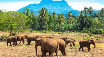 Sri Lanka - szlakiem buddyjskich skarbów