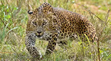 Sri Lanka - szlakiem buddyjskich skarbów