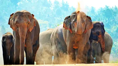 Sri Lanka w pigułce - wyjazd indywidualn