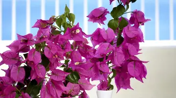 Sunshine Corfu Hotel & Spa