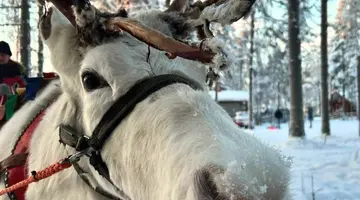 Sylwester w Laponii