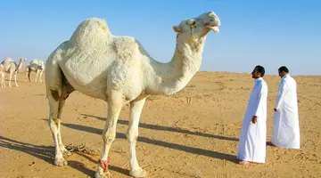 Sztuka targowania- Arabia Saudyjska i Bahrajn