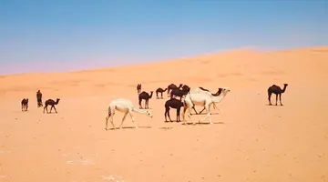 Sztuka targowania- Arabia Saudyjska i Bahrajn