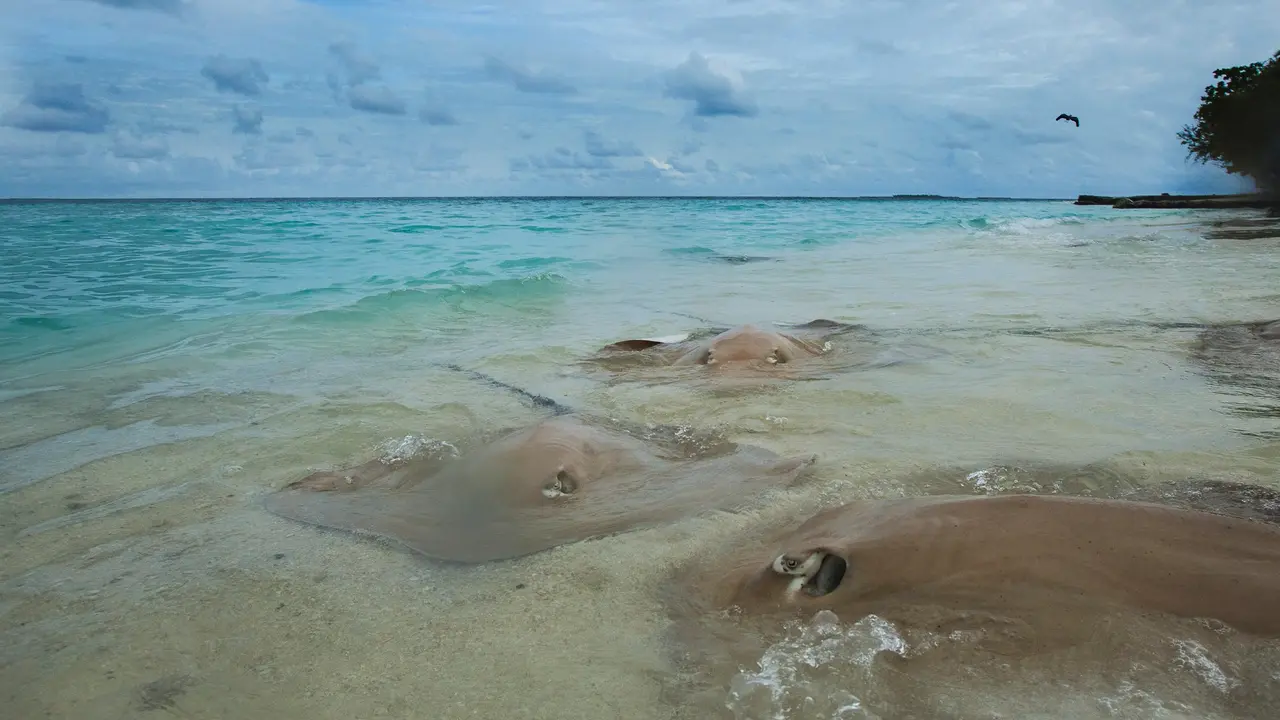 Taj Coral Reef Resort & Spa