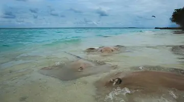 Taj Coral Reef Resort & Spa