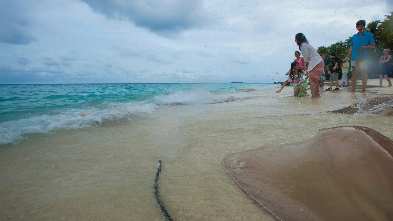 Taj Coral Reef Resort & Spa