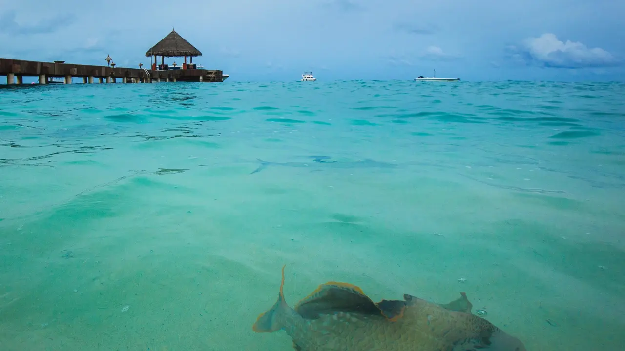 Taj Coral Reef Resort & Spa
