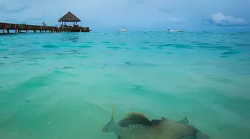 Taj Coral Reef Resort & Spa