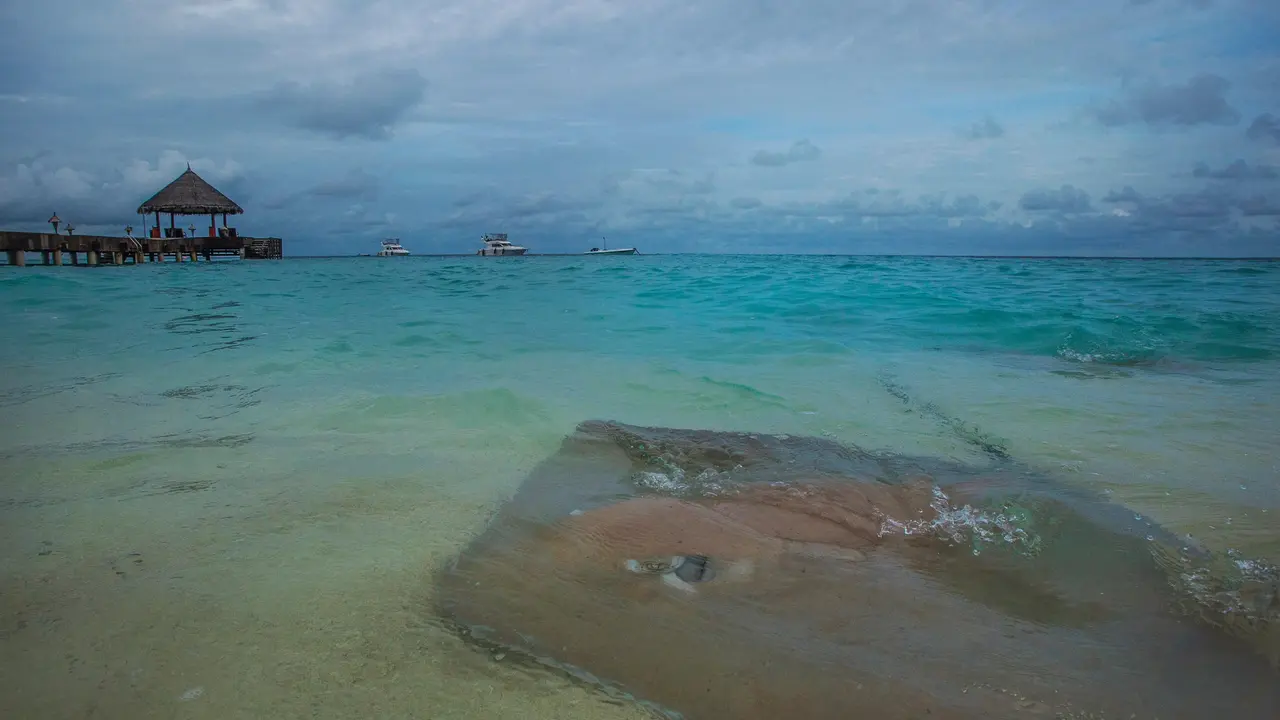 Taj Coral Reef Resort & Spa