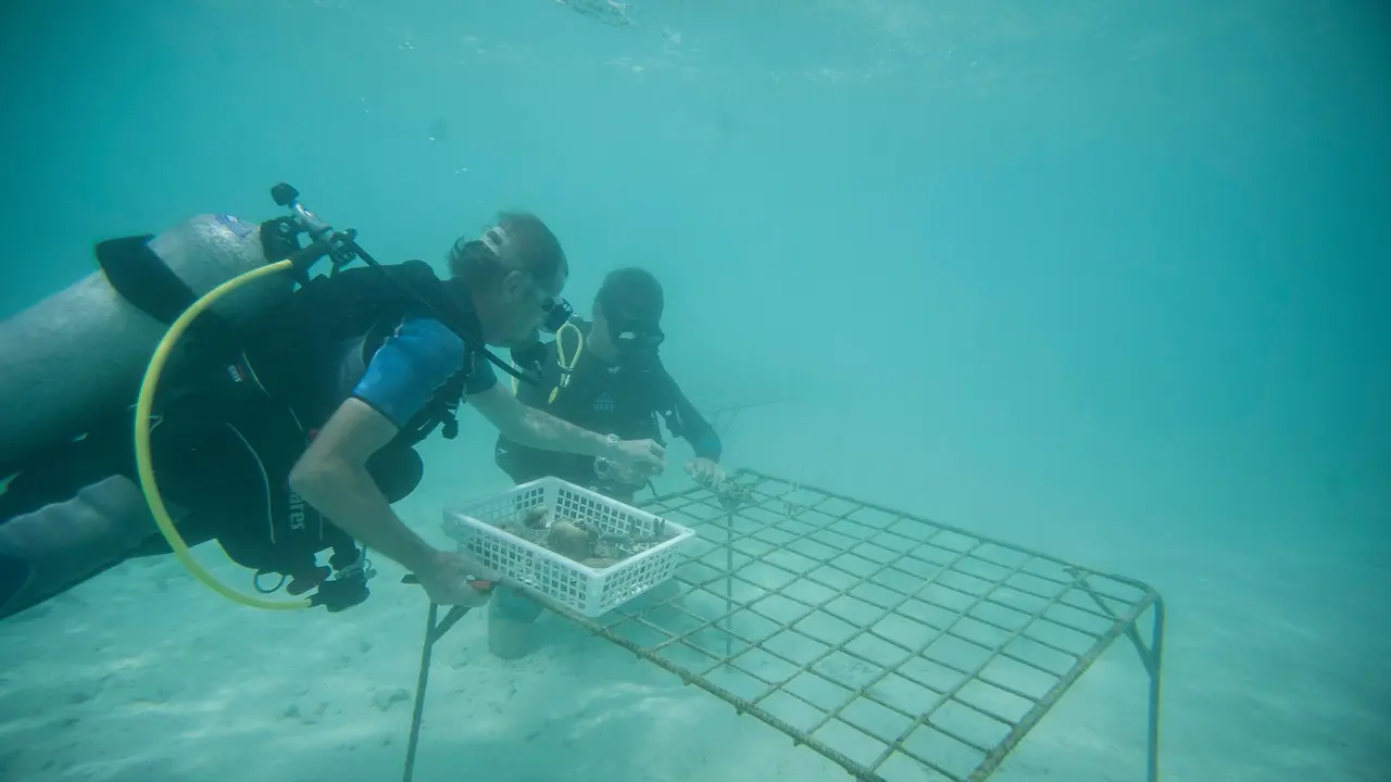 Taj Coral Reef Resort & Spa