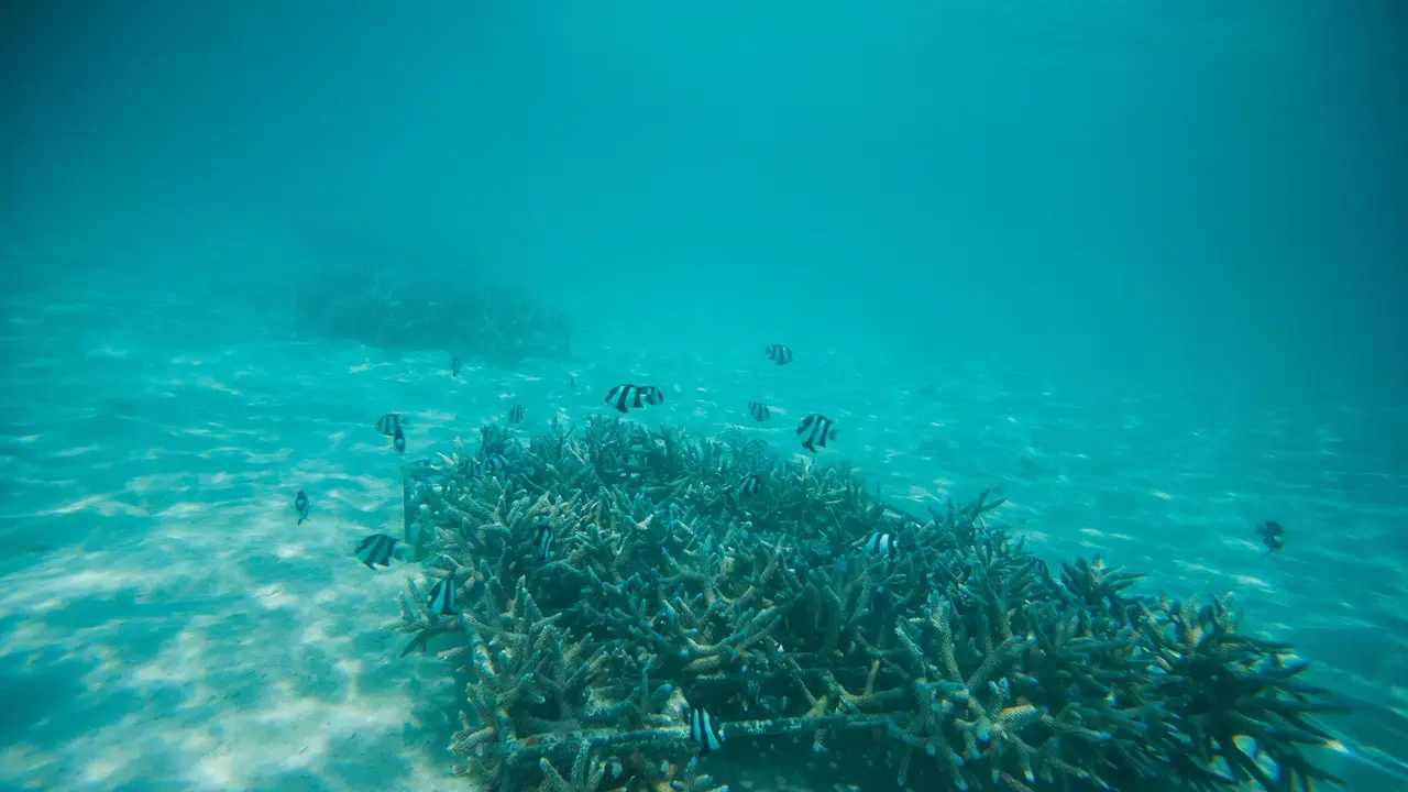 Taj Coral Reef Resort & Spa